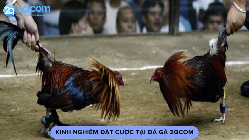 kinh-nghiem-dat-cuoc-tai-da-ga-2qcom